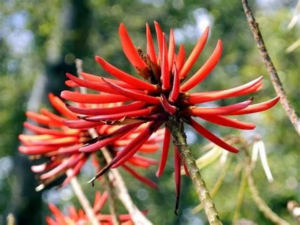 Flor de Tzompantle - Image 2