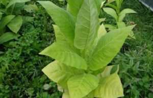 Tabaco - Image 2