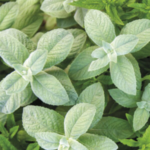 Menta blanca - Image 2