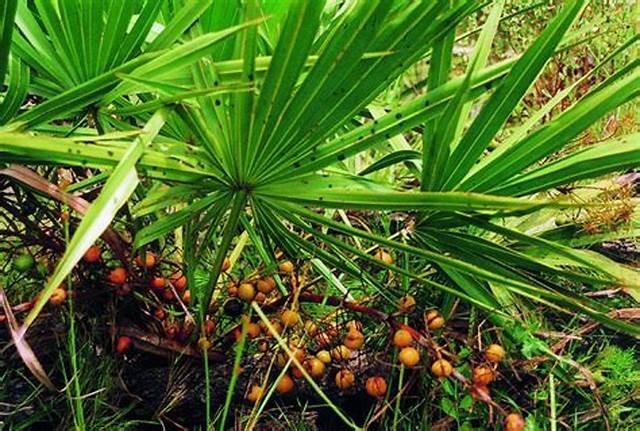 Saw Palmetto - Image 2